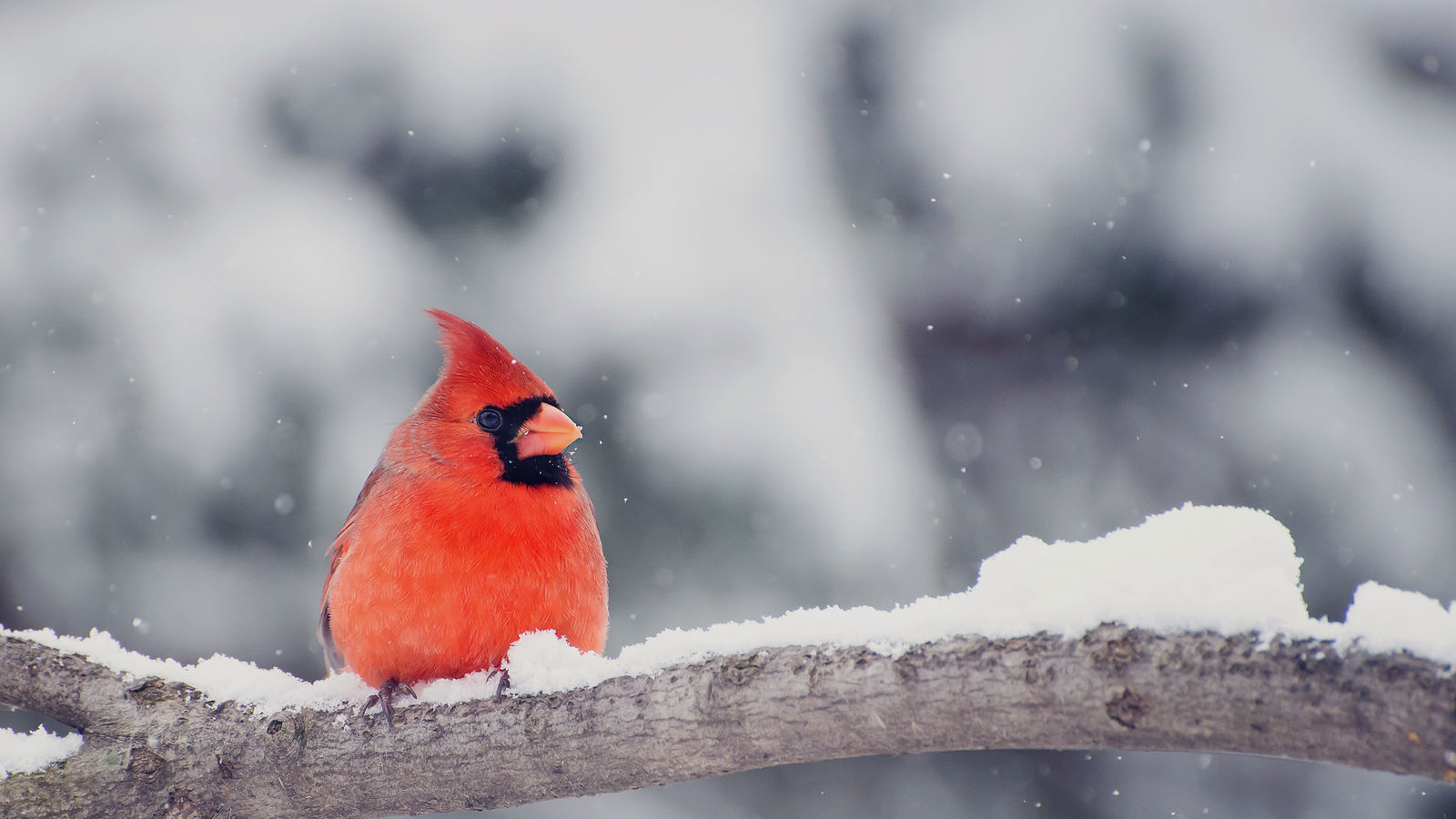 Orange Bird